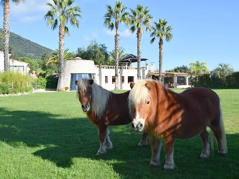 Ponis en semillibertat jardí Can Jordi del Montnegre - experiència natura casa rural Barcelona Catalunya