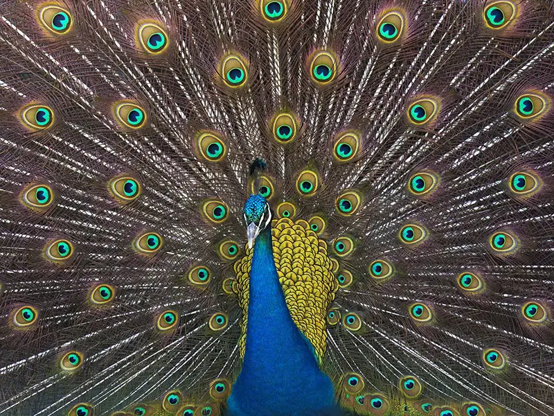 Jordi el paó resident masia Can Jordi del Montnegre - fauna semillibertat casa rural